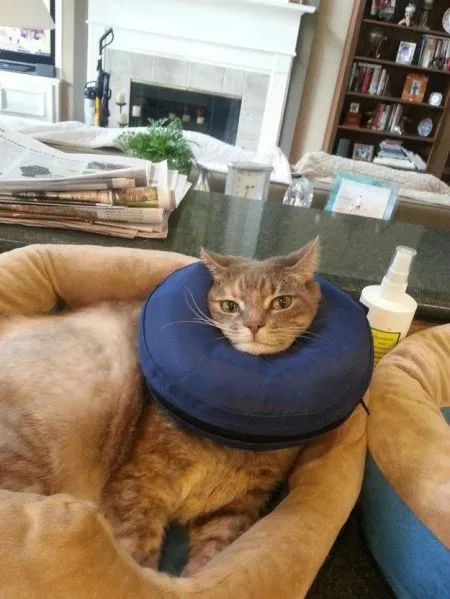 Кошкам тоже нужен выходной
