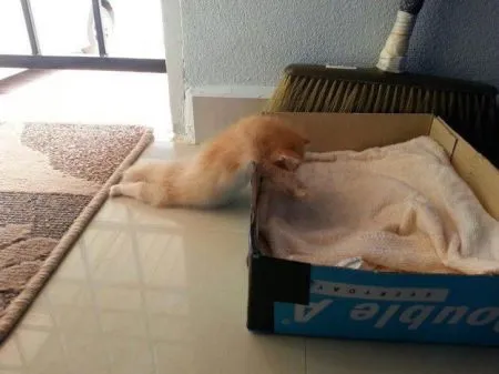 Кошкам тоже нужен выходной