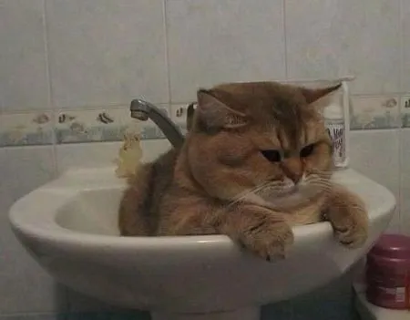Кошкам тоже нужен выходной
