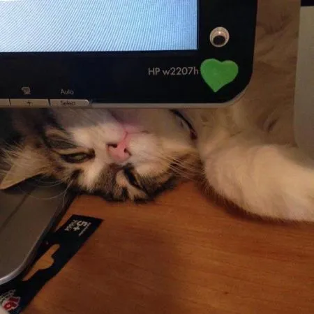 Кошкам тоже нужен выходной