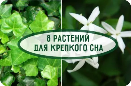 8 растений, которые сделают ваш сон крепким