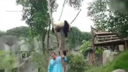 Как снять панду с дерева