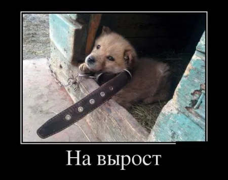 Подборка прикольных демотиваторов на воскресенье