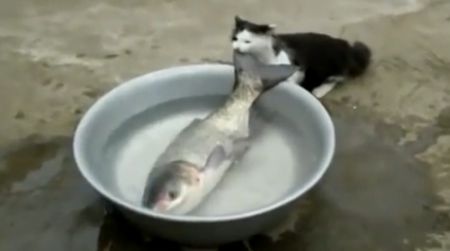 Кот рыбачит