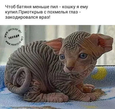 Пост просто юморам позитива