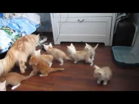 Кошка напугала своих котят