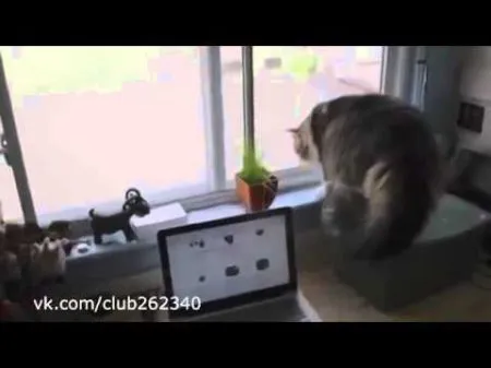 Боевой кот