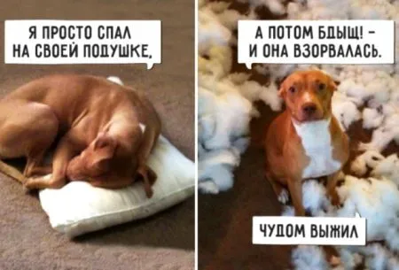 Так вот чем заняты псы, когда хозяев нет дома