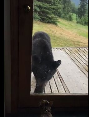 Кот напал на медведя