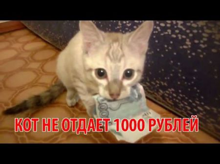 Кот забрал 1000 рублей