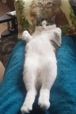 Кот отдыхает