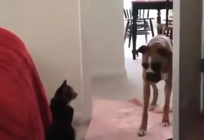 Коты не дают пройти собакам