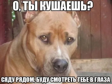 Всегда прикольные фото приколы