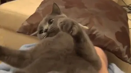 Кот гавкает