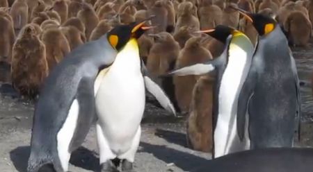 Пингвины дерутся