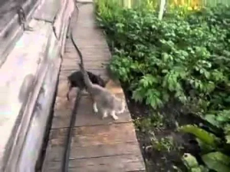 Время собирать котов