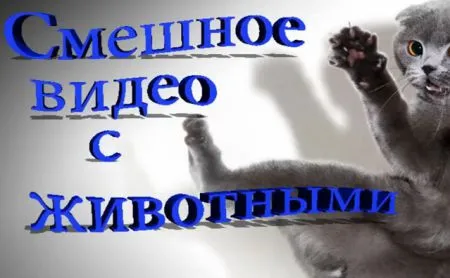 Смешное видео с животными