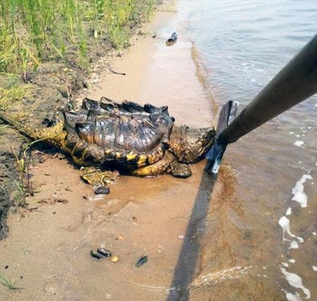 На берегу Амура нашли огромную экзотическую черепаху