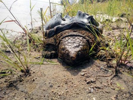 На берегу Амура нашли огромную экзотическую черепаху