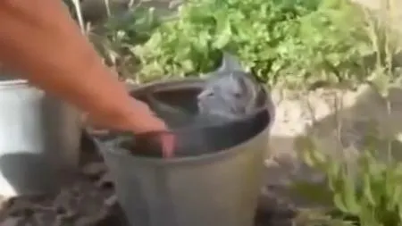 Кошка кайфует от воды, джакузи в ведре