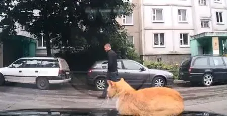 Наглый кот