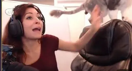 Кот помешал съемке