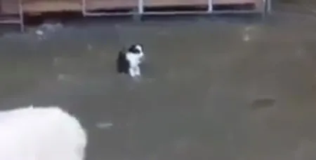 Маленький загонщик овец