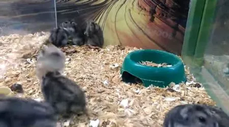 Найди циркача в семье хомяков