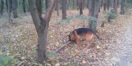Принеси палочку
