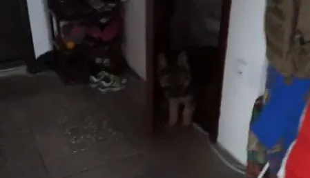 Щенок и штаны