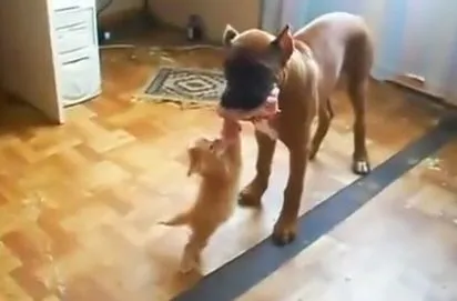 Этот котенок невероятный смельчак и наглец!