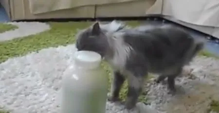 Кот открывает банку