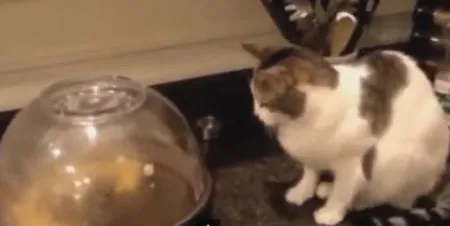 Коты веселятся. Смешные кошки