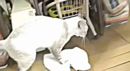 Кот вытирает полы