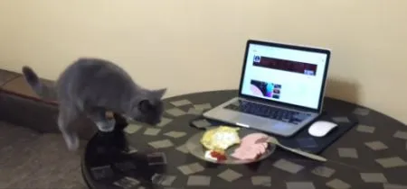 Как отучить кота залезать на стол. Готовь скотч!