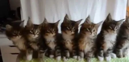 Этот неловкий момент, когда котята танцуют лучше, чем ты