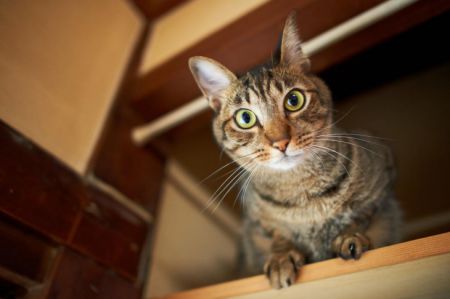 Учёные объяснили, почему кошки все опрокидывают