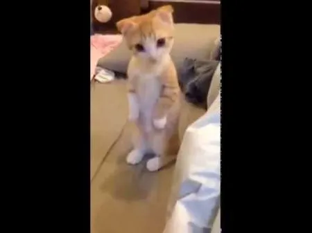 Котёнок терпеливо ждёт, пока чистят его спальное место