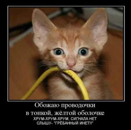 Типичный интернет-пользователь, вот он какой