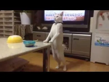 Странный кот, идущий на двух лапах