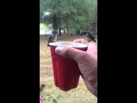 Два крохотных колибри отпили из его стакана