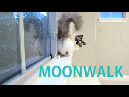 Лунная походка от кота Альберта