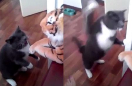 Видео «схватки» кота и тигра стало хитом YouTube