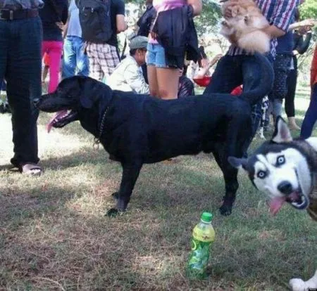 Самые эпичные фотобомбы