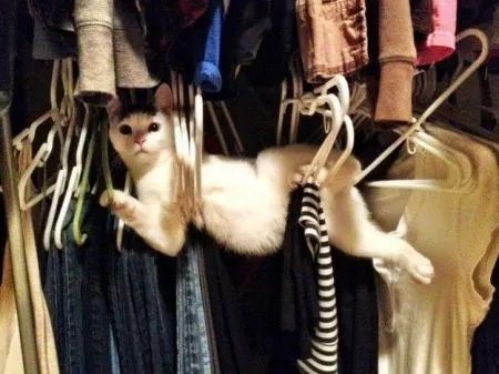 20 вещей, которые поймёт каждый обладатель злого котика