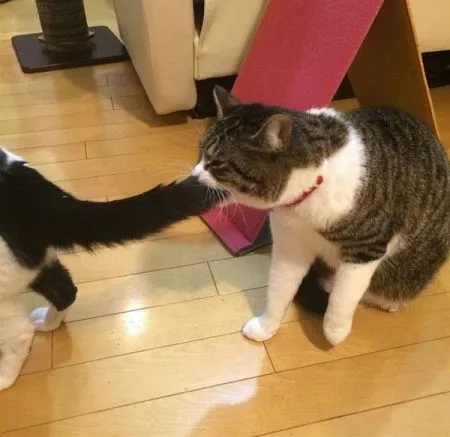 20 вещей, которые поймёт каждый обладатель злого котика