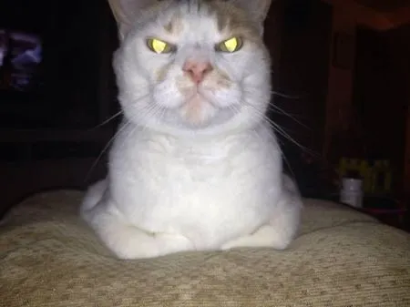 20 вещей, которые поймёт каждый обладатель злого котика
