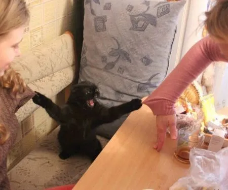 20 вещей, которые поймёт каждый обладатель злого котика