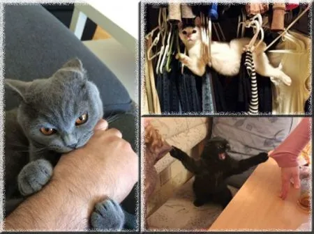 20 вещей, которые поймёт каждый обладатель злого котика