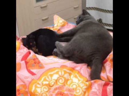 Жирный кот с отвращением пытается спихнуть собаку с кровати